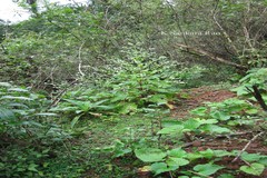 Adelocaryum coelestinum